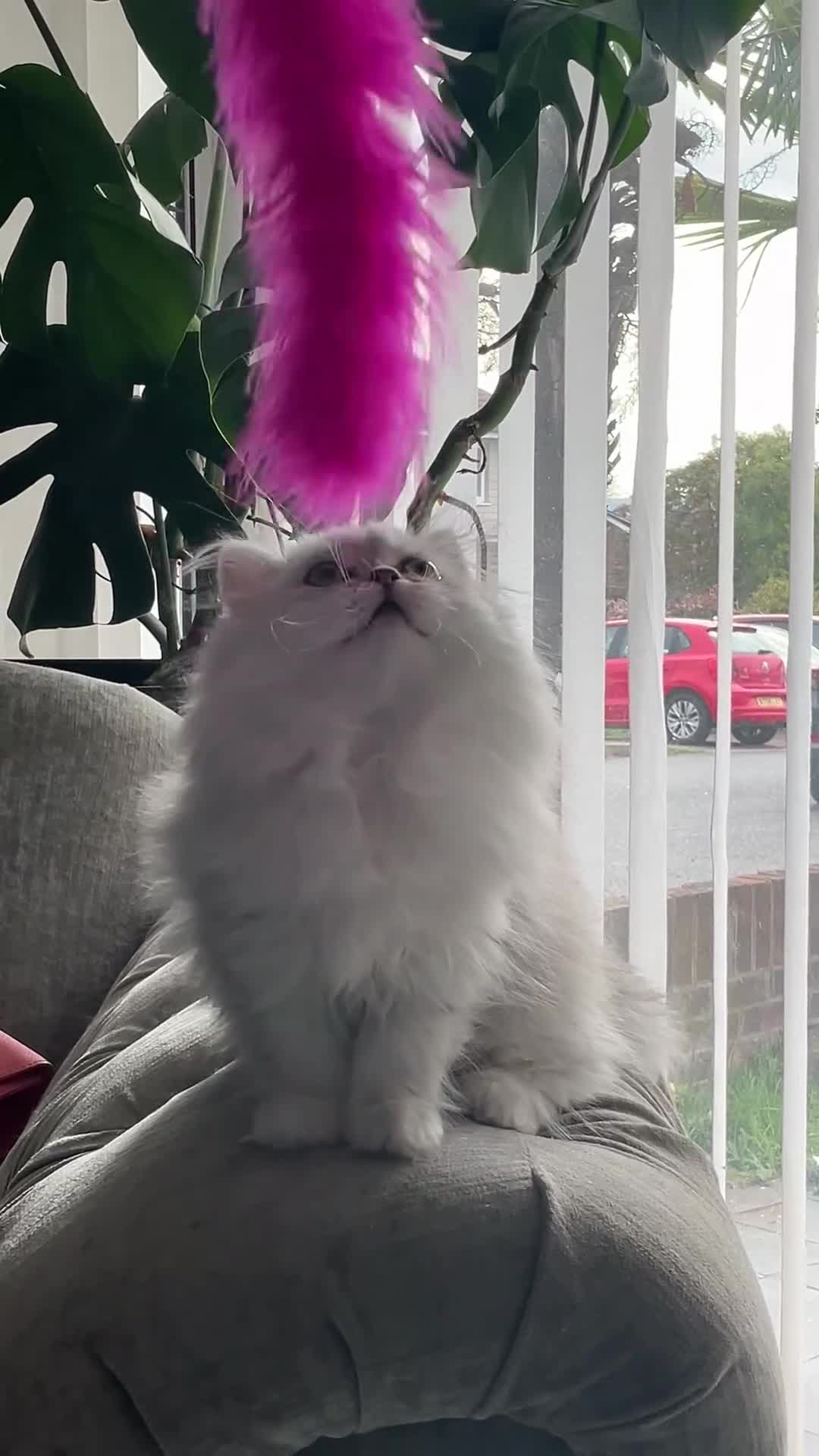 Persian cats for sale: Silver Persian chinchilla kitten - Video 1