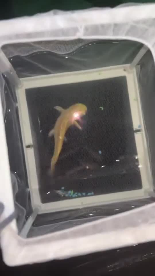 Koi Carp fish for sale: Japanese koi  - Video 5