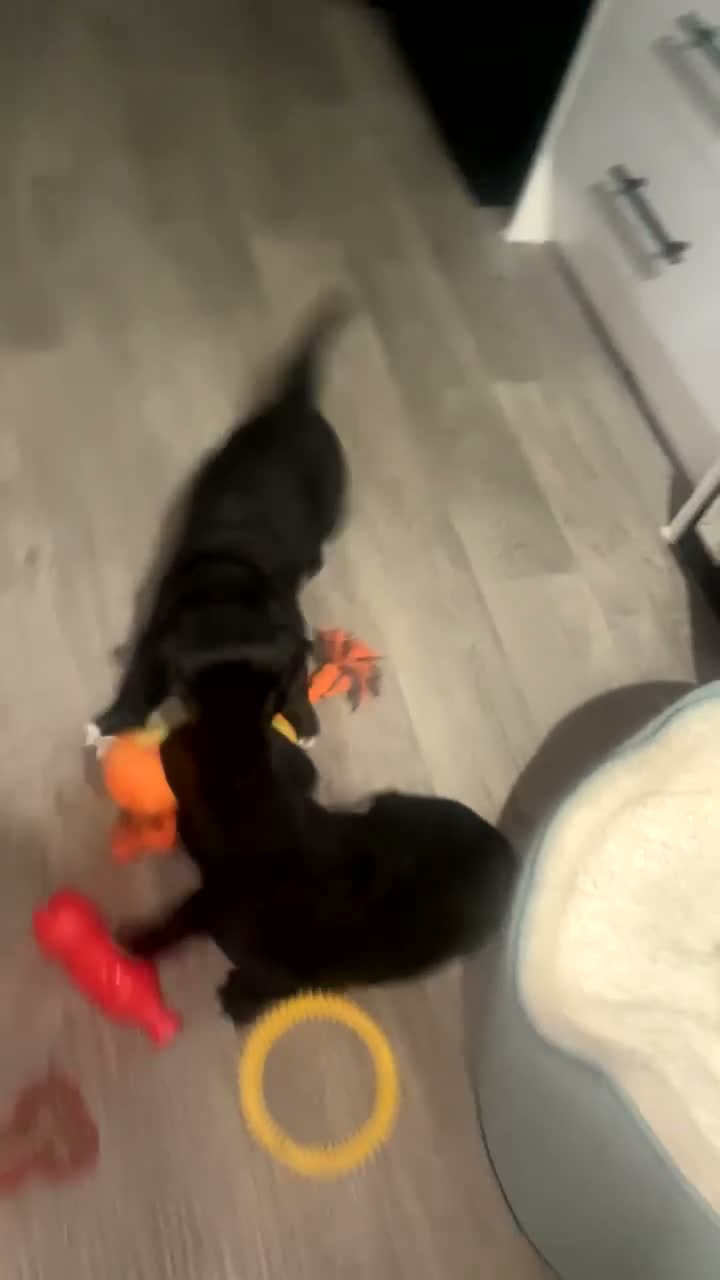 Springador dogs for sale: Springador - Video 1