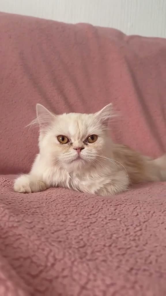 Ragdoll cats for sale: Beautiful Scottish Fold & Ragdoll Doll Mix Kittens - Video 2