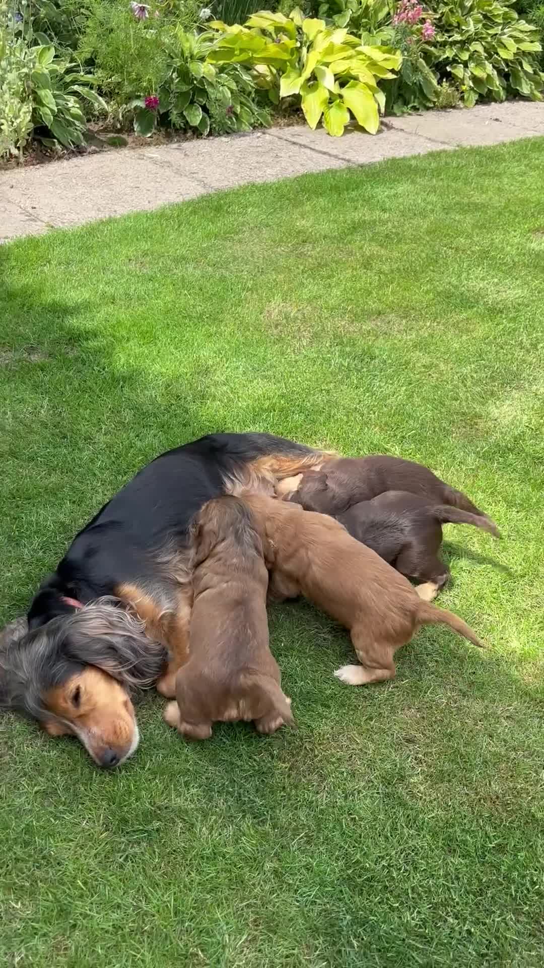 Cocker Spaniel dogs for sale: Outstanding FN clear kc reg cocker spaniel puppies - Video 2