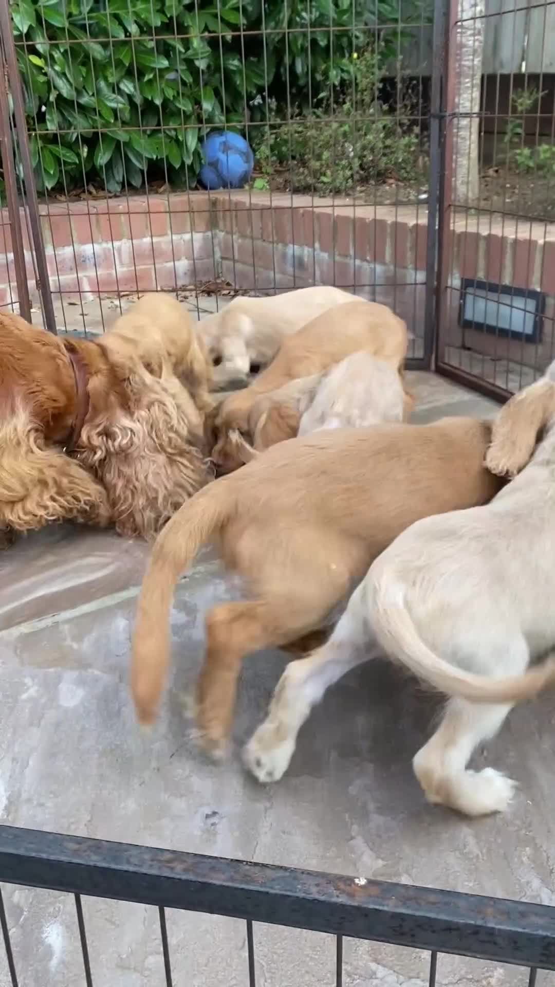 Cocker Spaniel dogs for sale: Gorgeous Adorable Golden Type Cocker  Spaniel  - Video 2