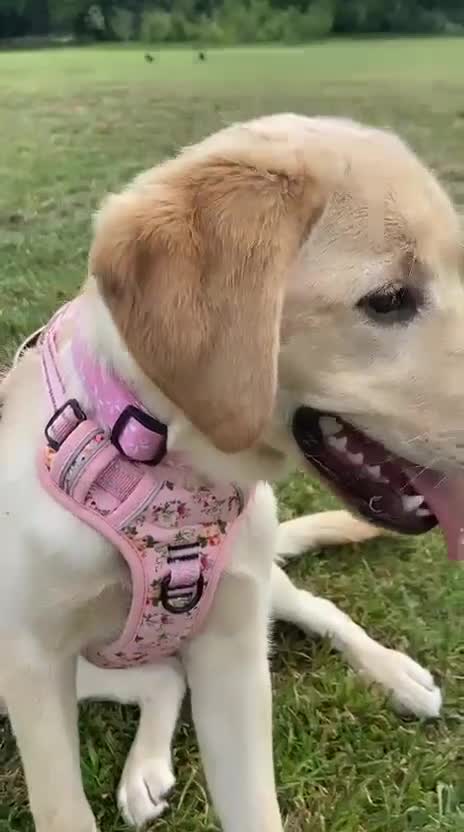 Labrador Retriever dogs for sale: Six month old Labrador Retriever  - Video 2