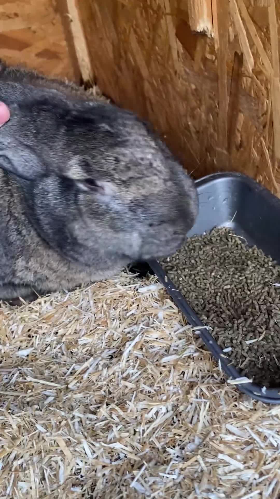 Continental Giant rabbits for sale: Beautiful Continental Giant Male – 1 Year Old  - Video 1