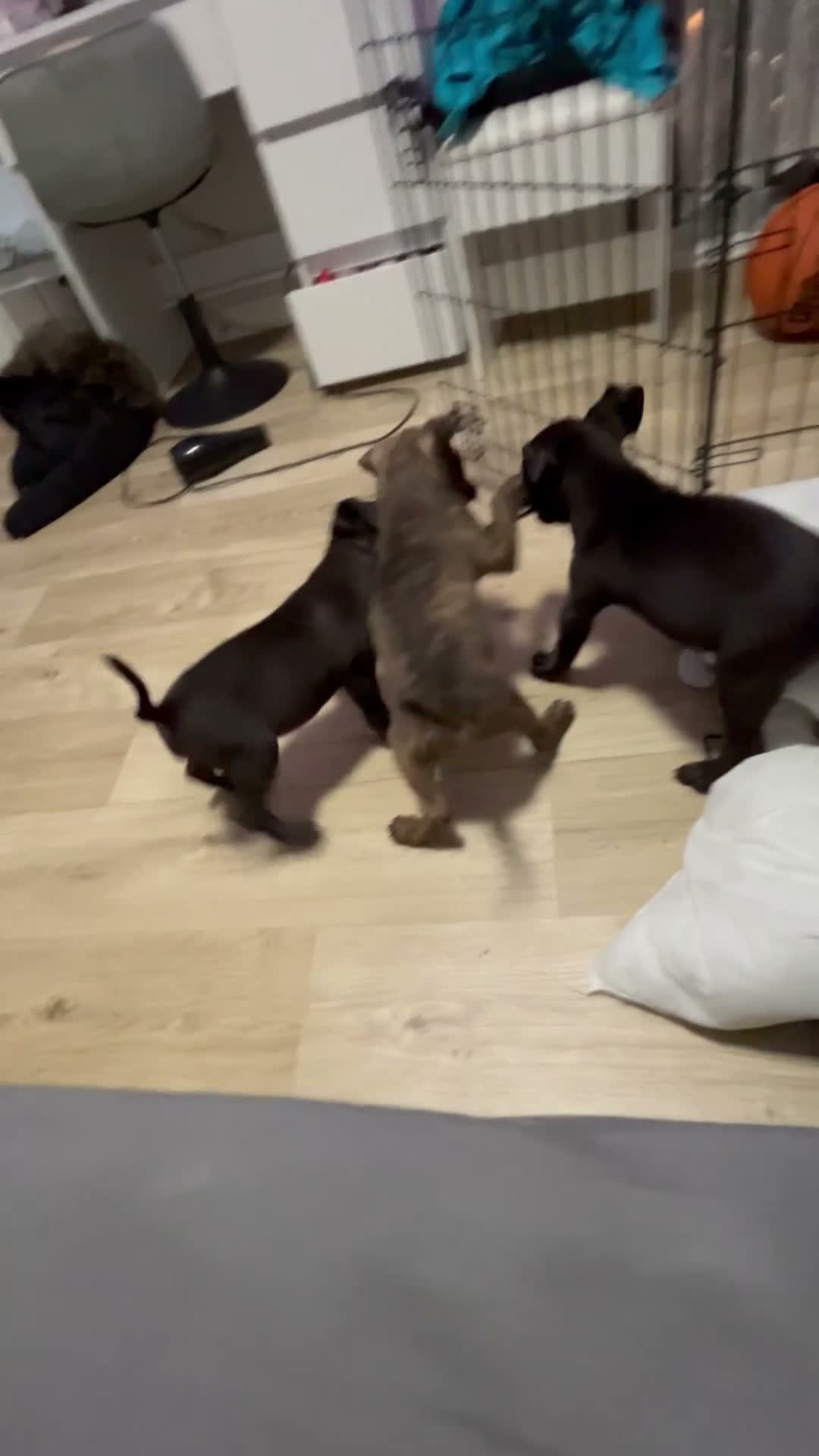 Mixed Breed dogs for sale: 2 beautiful boys  - Video 1