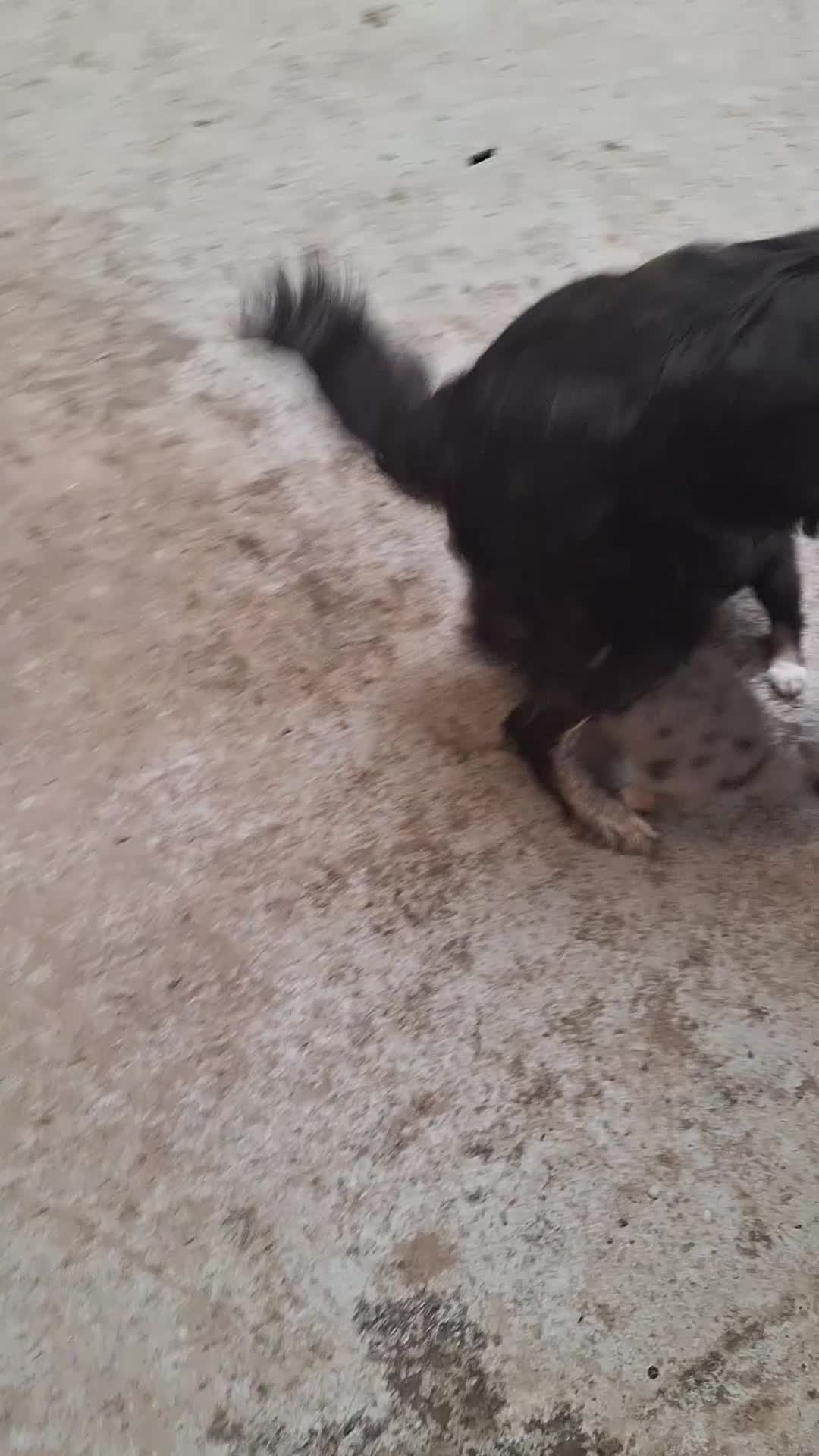 Mixed Breed dogs for sale: Retriever X Collie Pups - Video 2