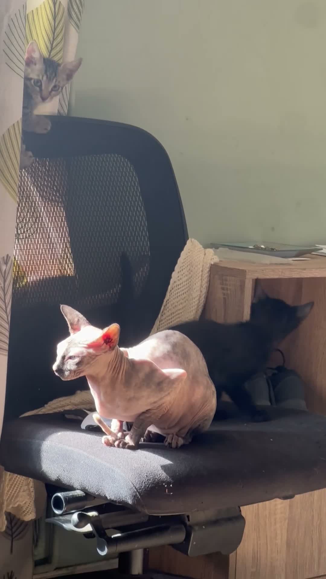 Sphynx cats for sale: Sphynx mix kittens - Video 1
