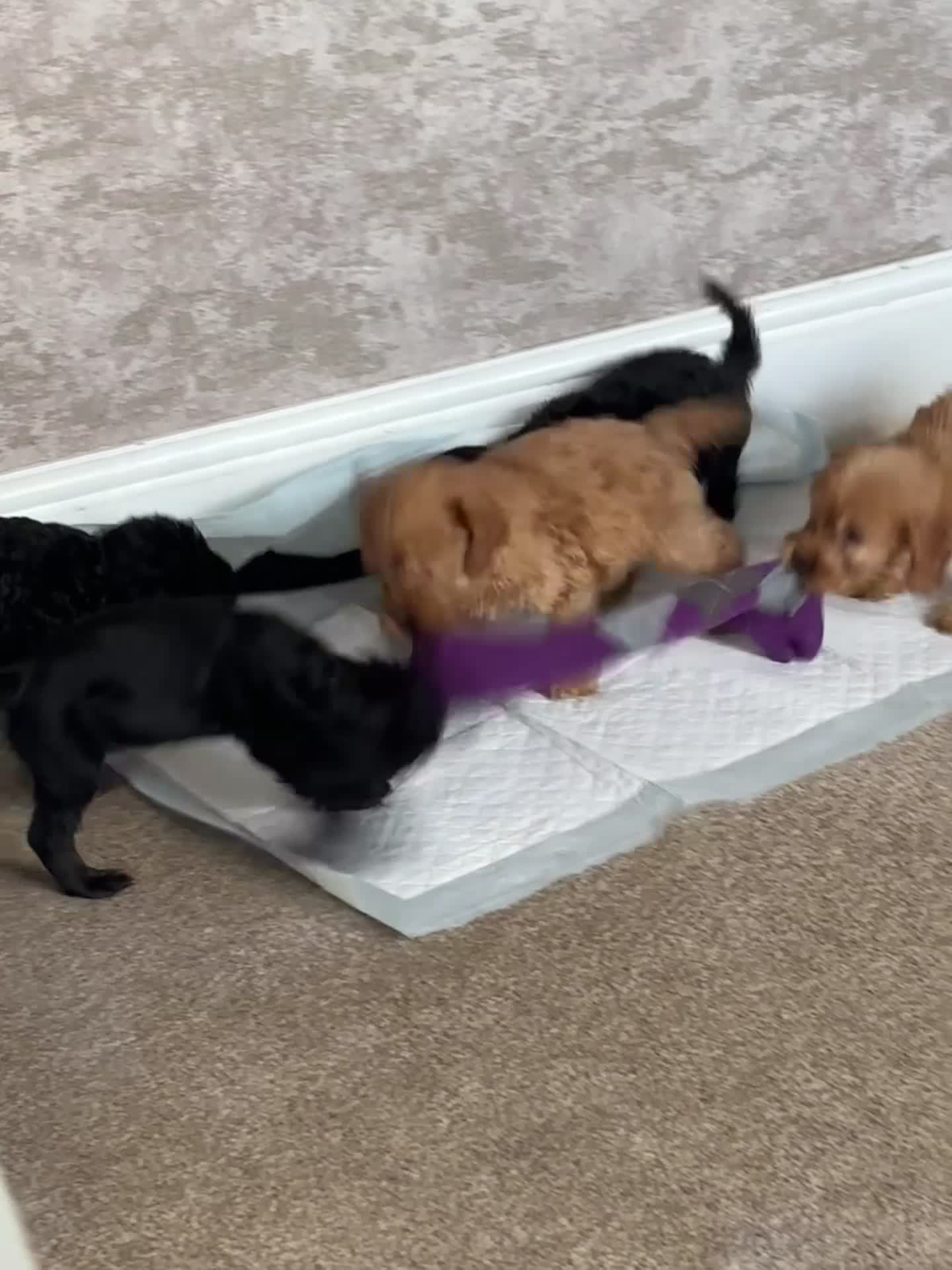 Cockapoo dogs for sale: Ready to leave Cockapoo puppies! - Video 1