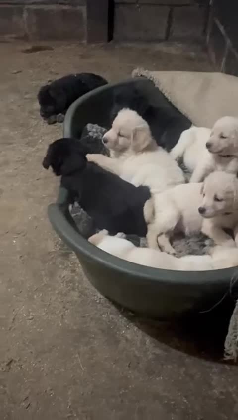 Golden Shepherd dogs for sale: Golden Shepherd puppies for sale!!  - Video 3