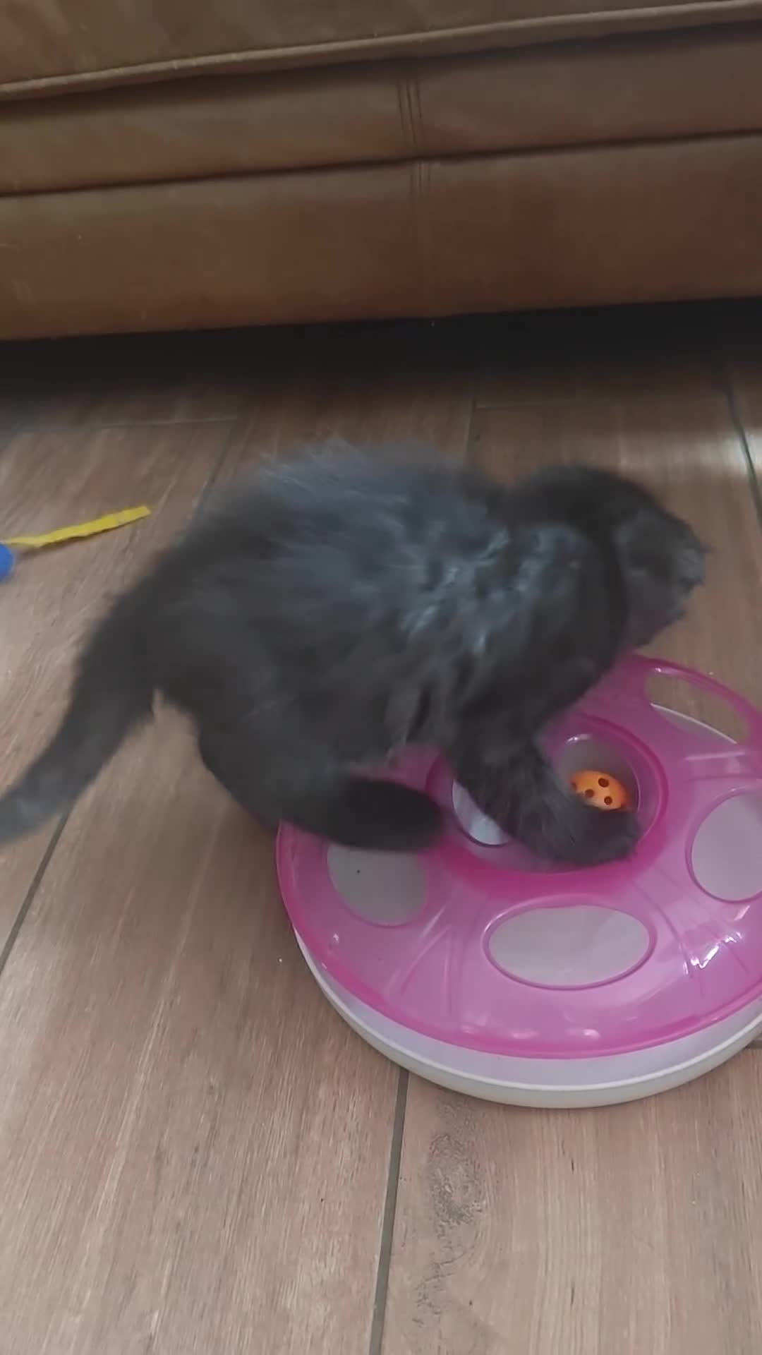 Maine Coon cats for sale: Adorable GCCF Black smoke Maine Coons kittens  - Video 4