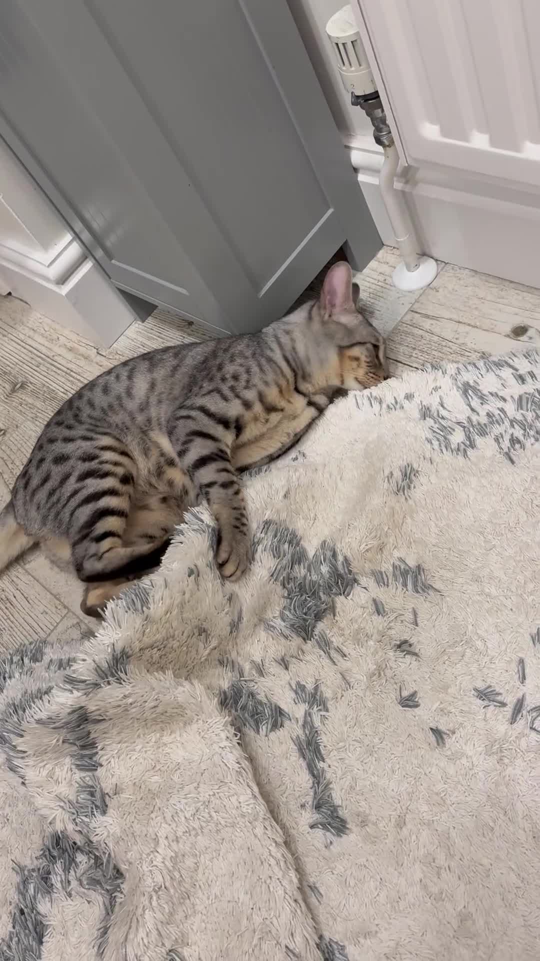 Mixed Breed cats for sale: Bengal & Tonkinese mix sadly rehome in Cambridge - Video 1