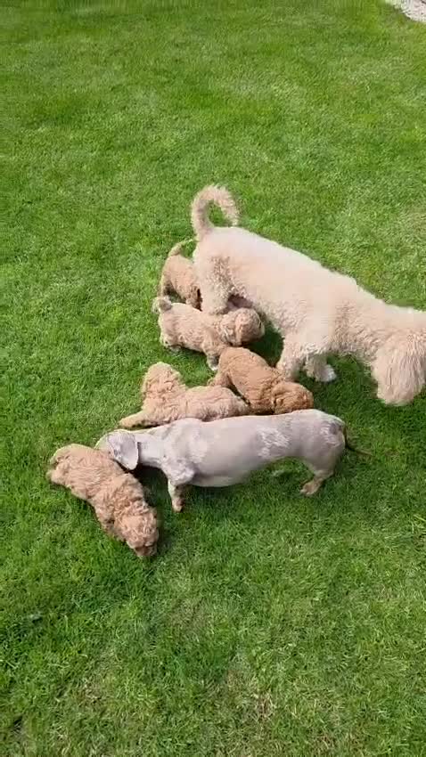 Poochon dogs for sale: DNA health tested Poochon Puppies 🐶  - Video 3