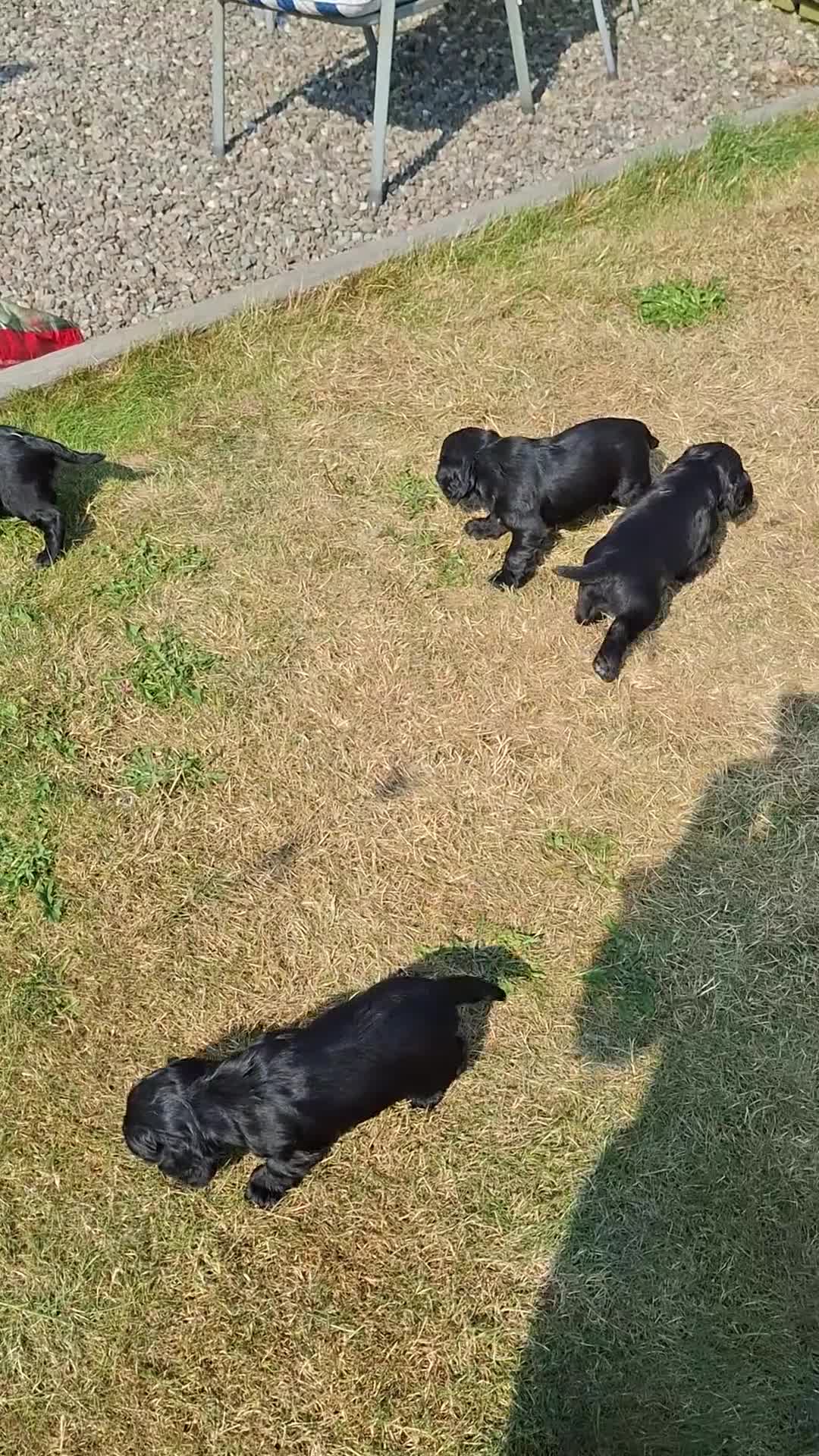Cocker Spaniel dogs for sale: Cocker pups in Perth - Video 1