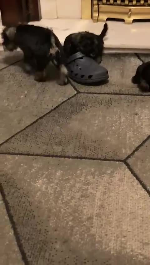 Miniature Schnauzer dogs for sale: MINITURE SCHNAUZER PUPS MIDDLESBROUGH  - Video 1