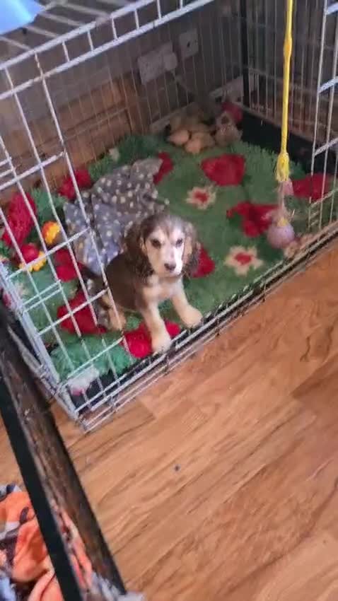 Cocker Spaniel dogs for sale: Show type Cocker Spaniel puppies - Video 1