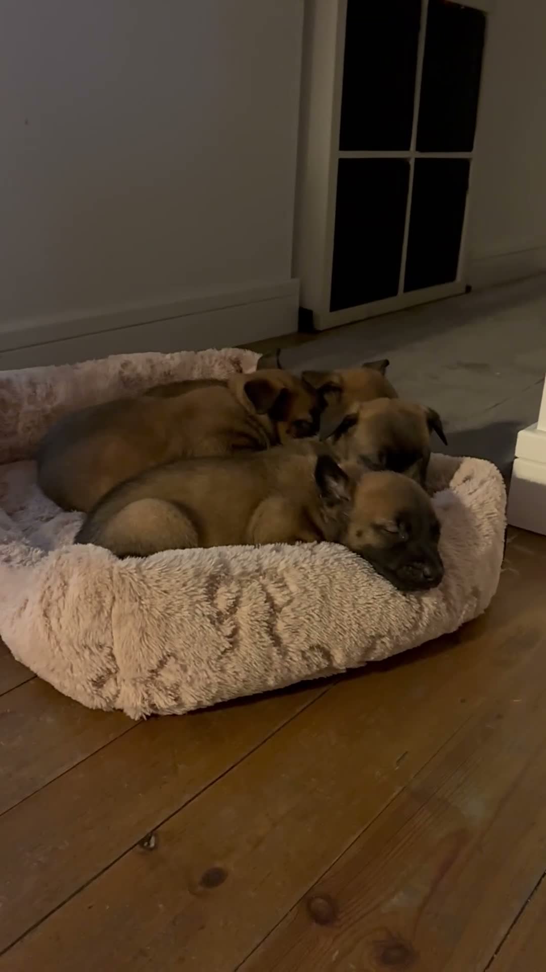 Belgian Shepherd Dog dogs for sale: Trainer realised Malinois , Belgian shepherd  - Video 1