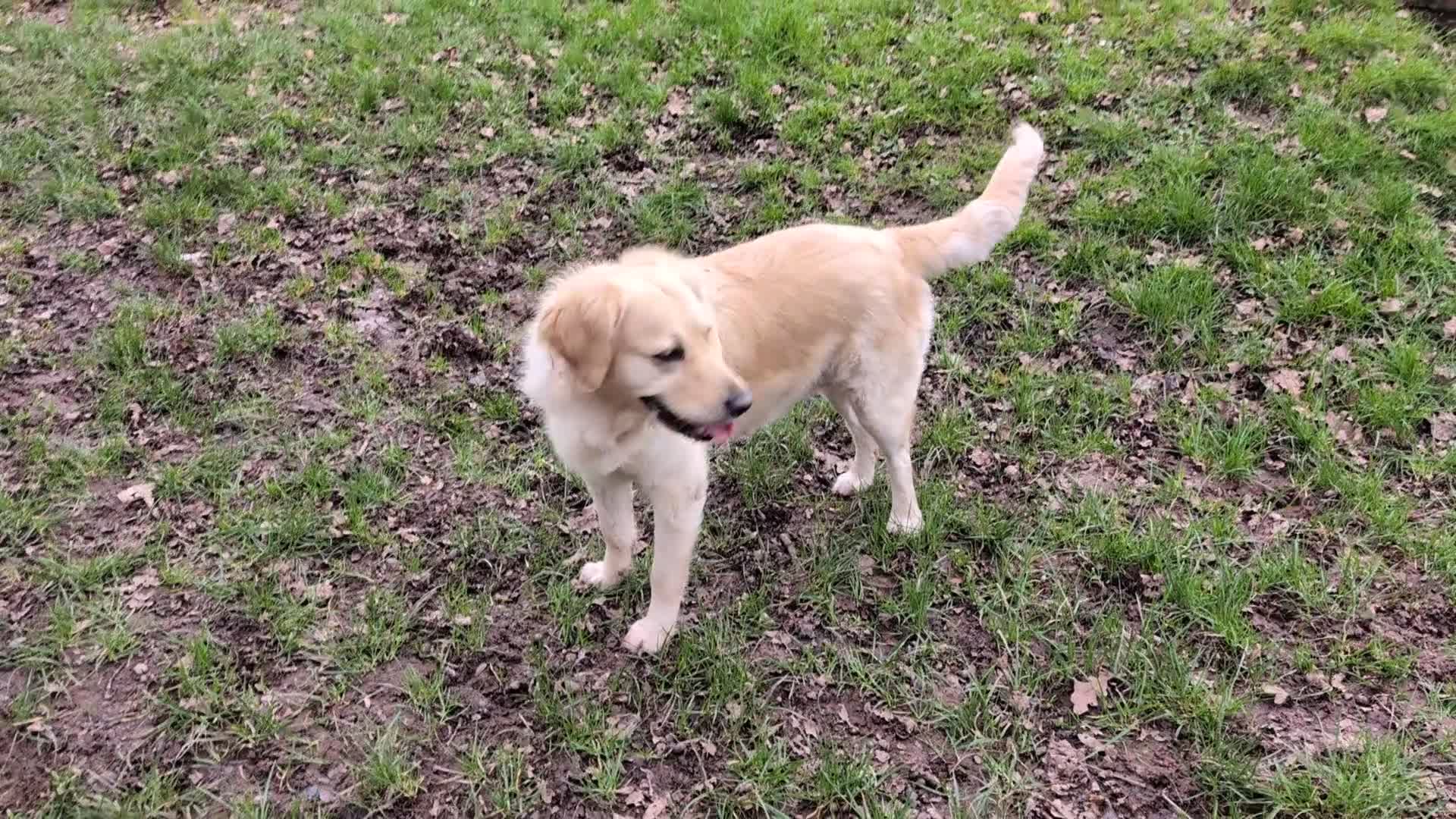 Golden Retriever dogs for sale: ❤️BELLA❤️ - Video 2