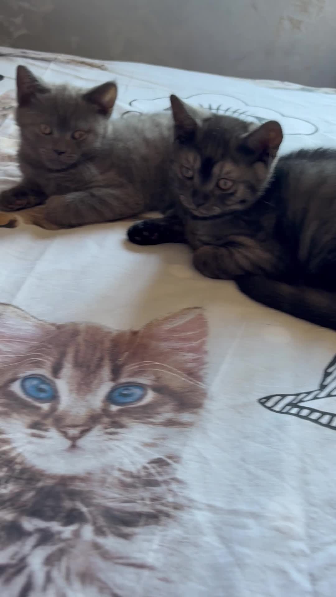 Scottish Fold cats for sale: 🐾 Adorable Scottish Straight– Last Boy ! 🩶 - Video 4