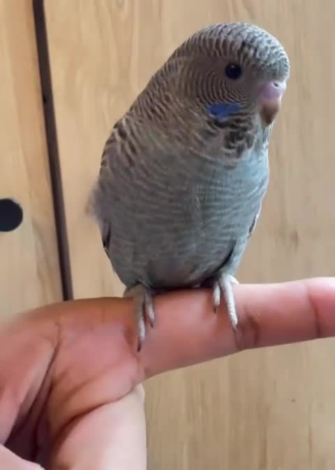 Budgerigars birds for sale: Blackface,blackwing,spilt-helicopter baby budgies  - Video 2