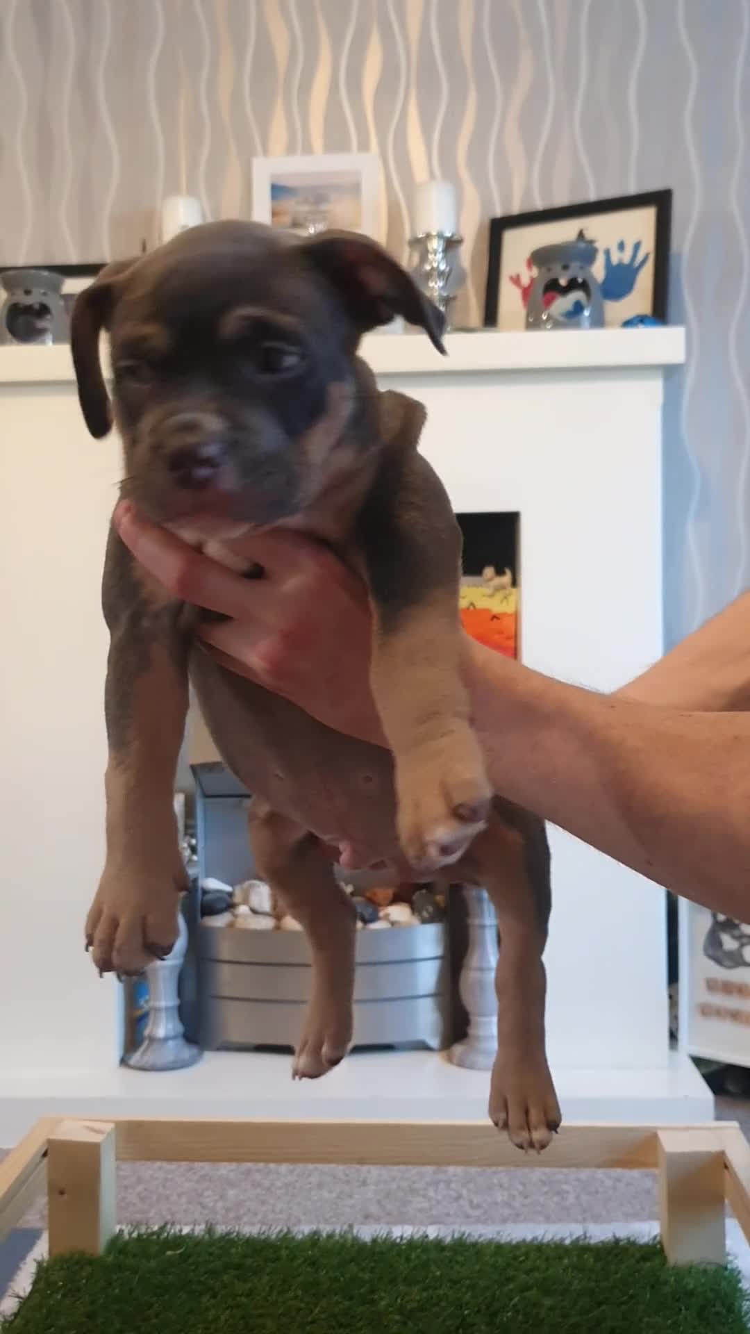 American Bully dogs for sale: ABKC American bully (pockets)  in Ballymena - Video 1