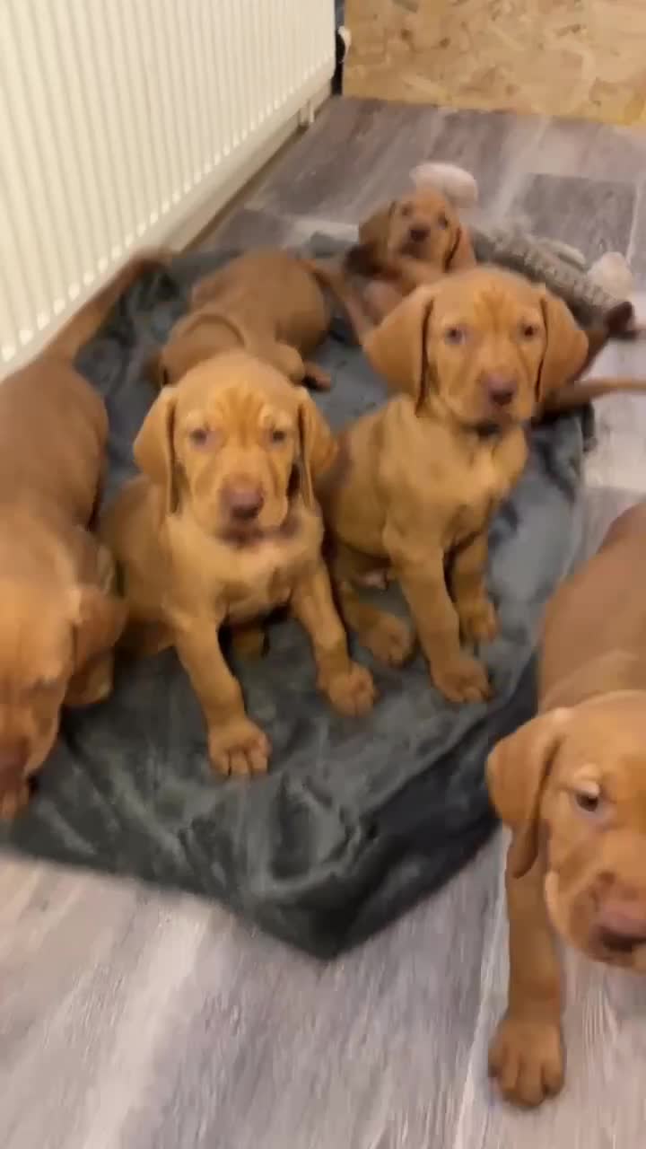 Hungarian Vizsla dogs for sale: Hungarian Vizsla puppies  - Video 1