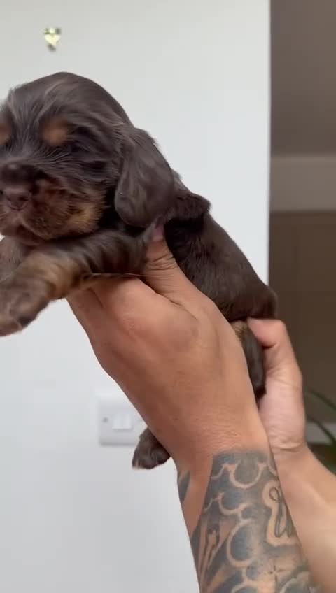 Cocker Spaniel dogs for sale: ⭐ ⭐ AMAZING KC SHOW COCKER SPANIELS - Video 1