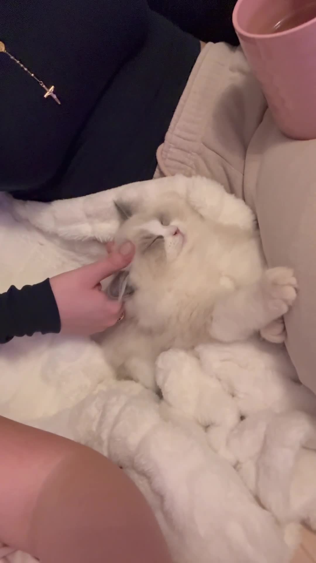 Ragdoll cats for sale: Blue Bicolour Ragdoll Male kitten - Video 3