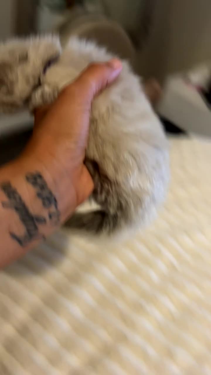 Ragdoll cats for sale: 7 beautiful ragdoll kittens  - Video 5
