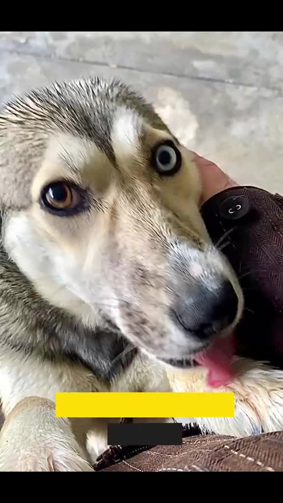 Mixed Breed dogs for adoption: Kayleigh, 1 yr approx. Available for adoption. - Video 1