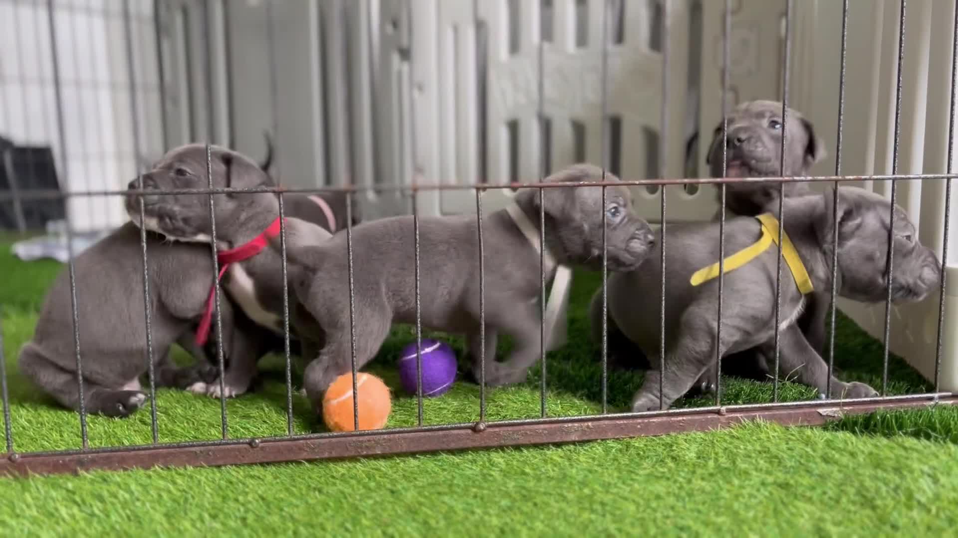 Mixed Breed dogs for sale: CANE CORSO / MIX puppy’s  - Video 2