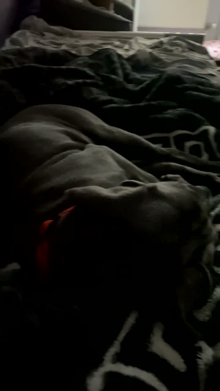 Cane Corso dogs for sale: Female cane corso  - Video 2
