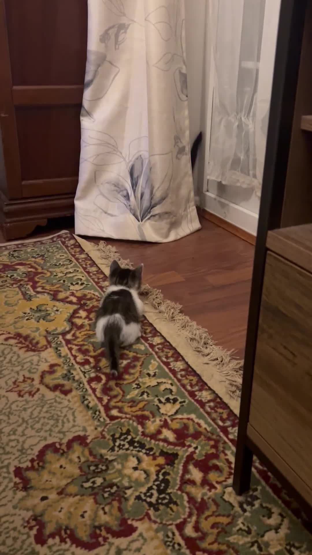 British Shorthair cats for sale: Adorable kittens looking for their forever homes in Enfield - Video 1