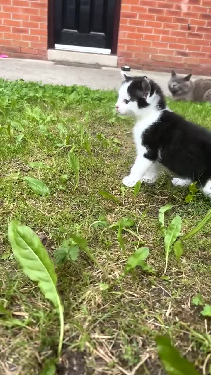 Mixed Breed cats for sale: 4 mixedbreed kittens for sale  - Video 2