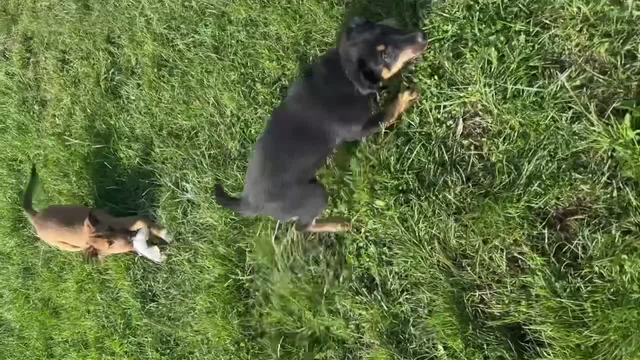 Mixed Breed dogs for sale: Border collie x Australia kelpie pups  - Video 2