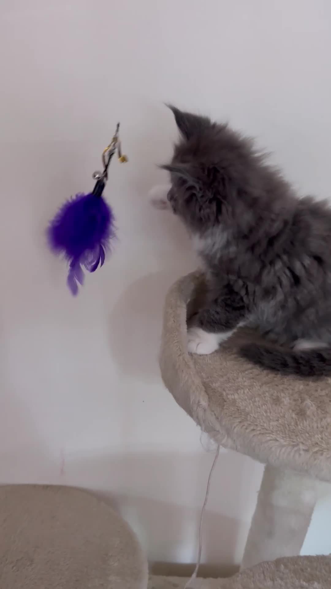Maine Coon cats for sale: Maine Coon Kittens Tica Registered  - Video 1