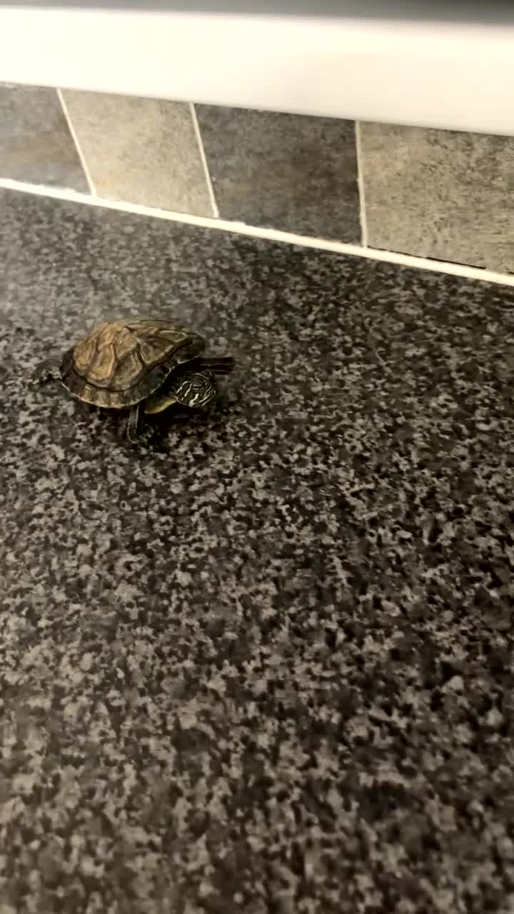 Terrapin reptiles for sale: 4 terrapins  in Birmingham - Video 4