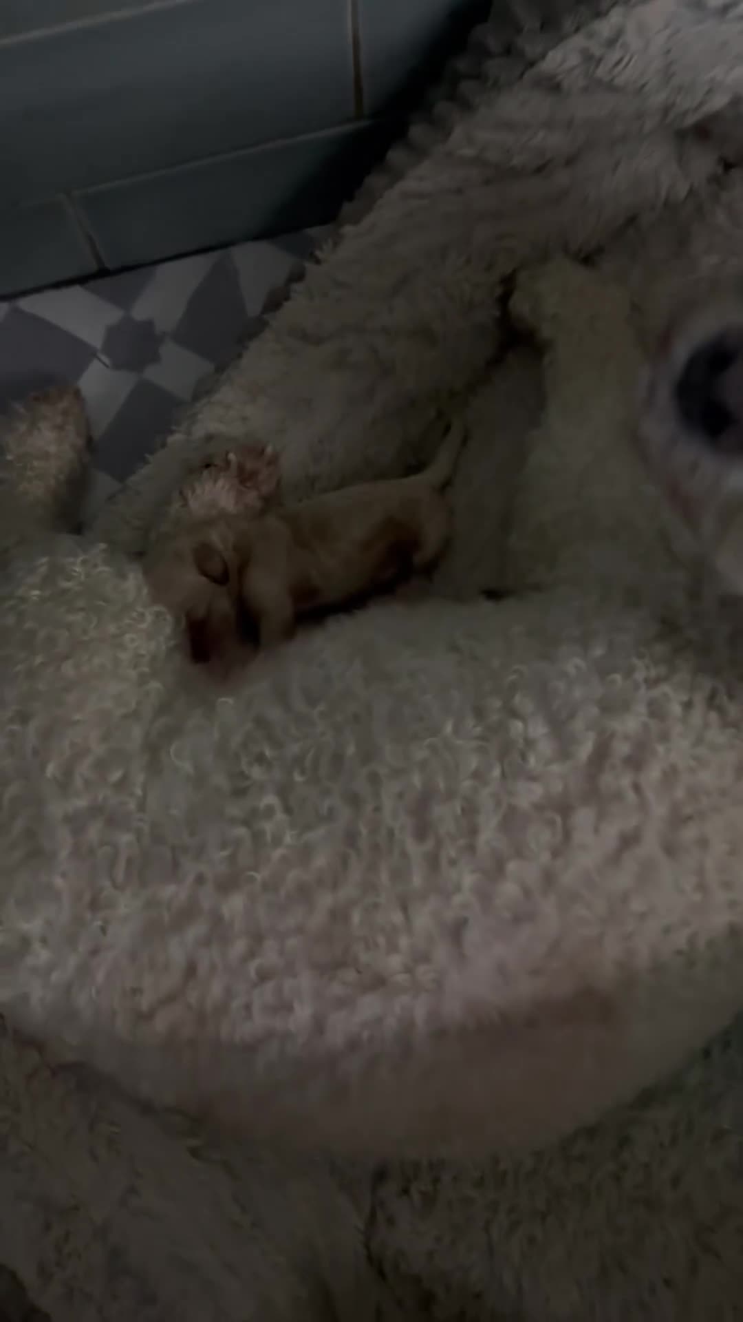 Poochon dogs for sale: 1 GOLDEN BOY POOCHON -Rupert the Bear-CHESHIRE  - Video 5
