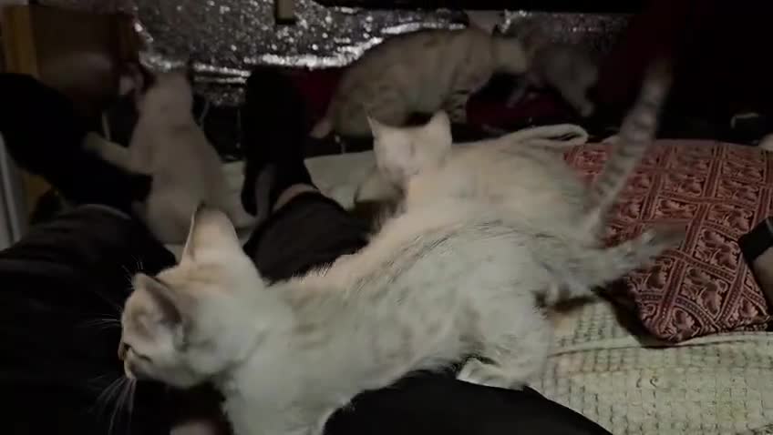 Bengal cats for sale: Guaranteed to be Cuddly *ready now*  - Video 1