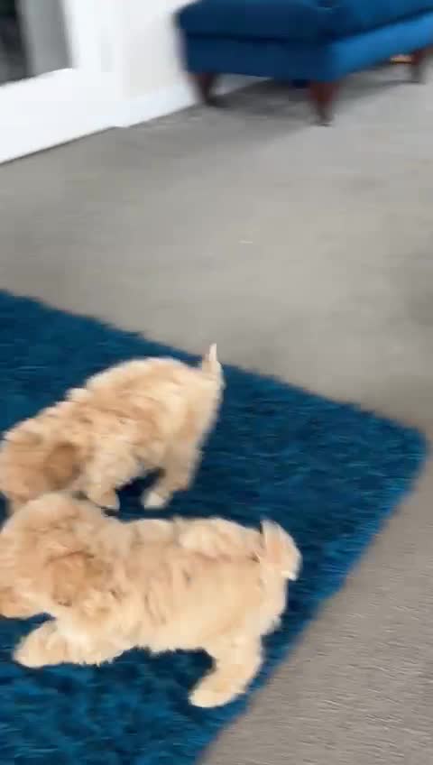 Bichon Frise dogs for stud: kc registered bichon frise for stud in Southampton - Video 1