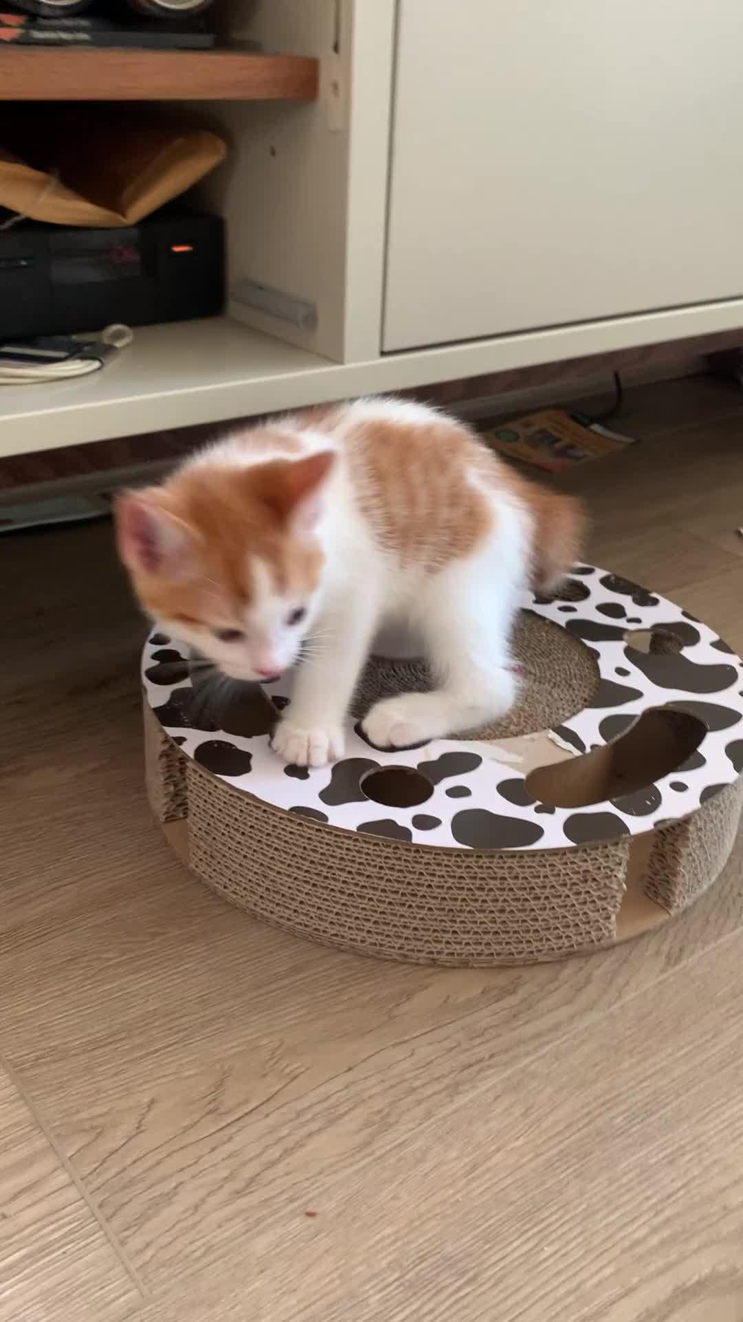 Mixed Breed cats for sale: Ready to go. Two girls and a boy Kuril bobtail mix - Video 2