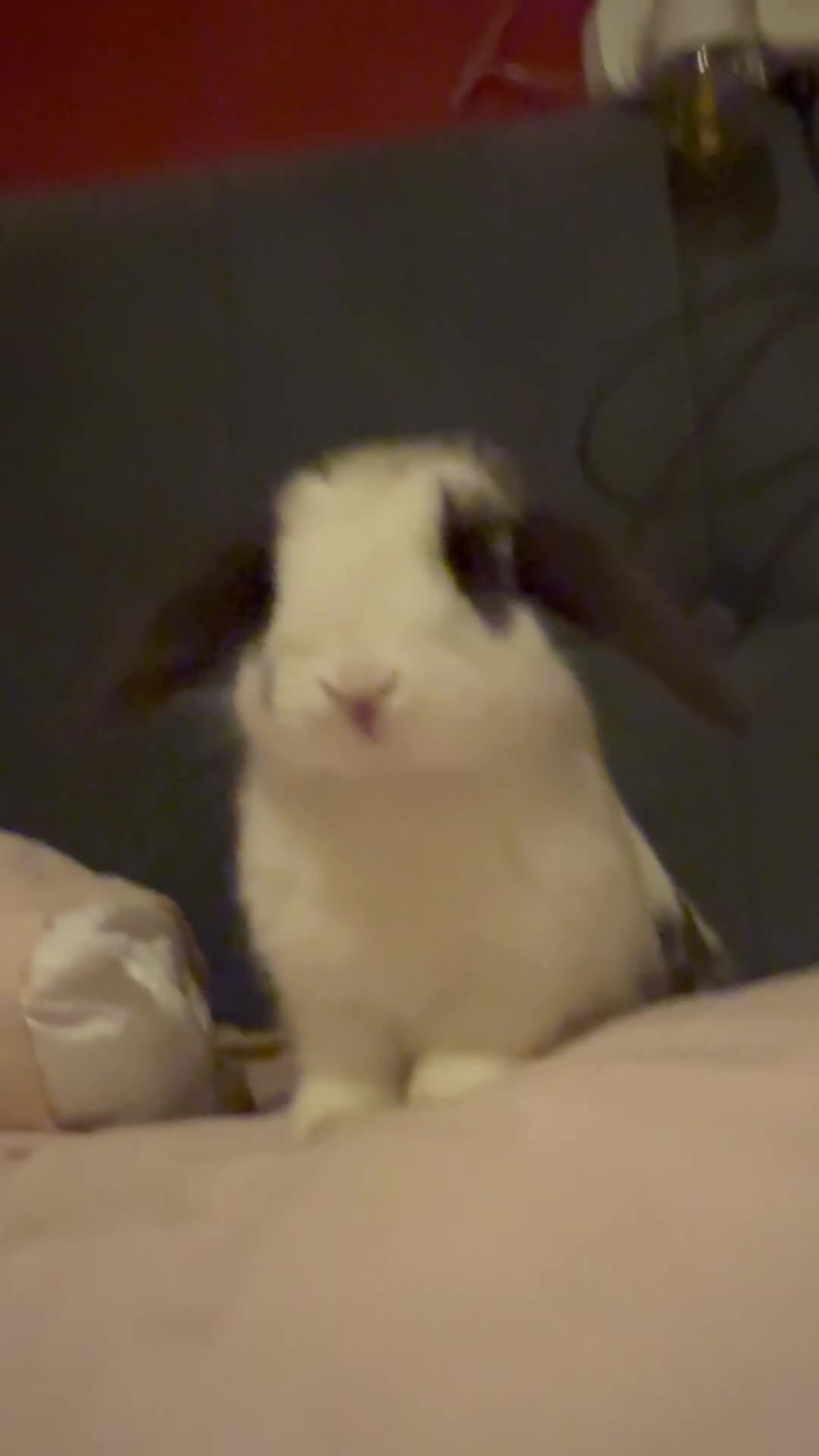 Dwarf Lop rabbits for sale: Mini loop male  - Video 1