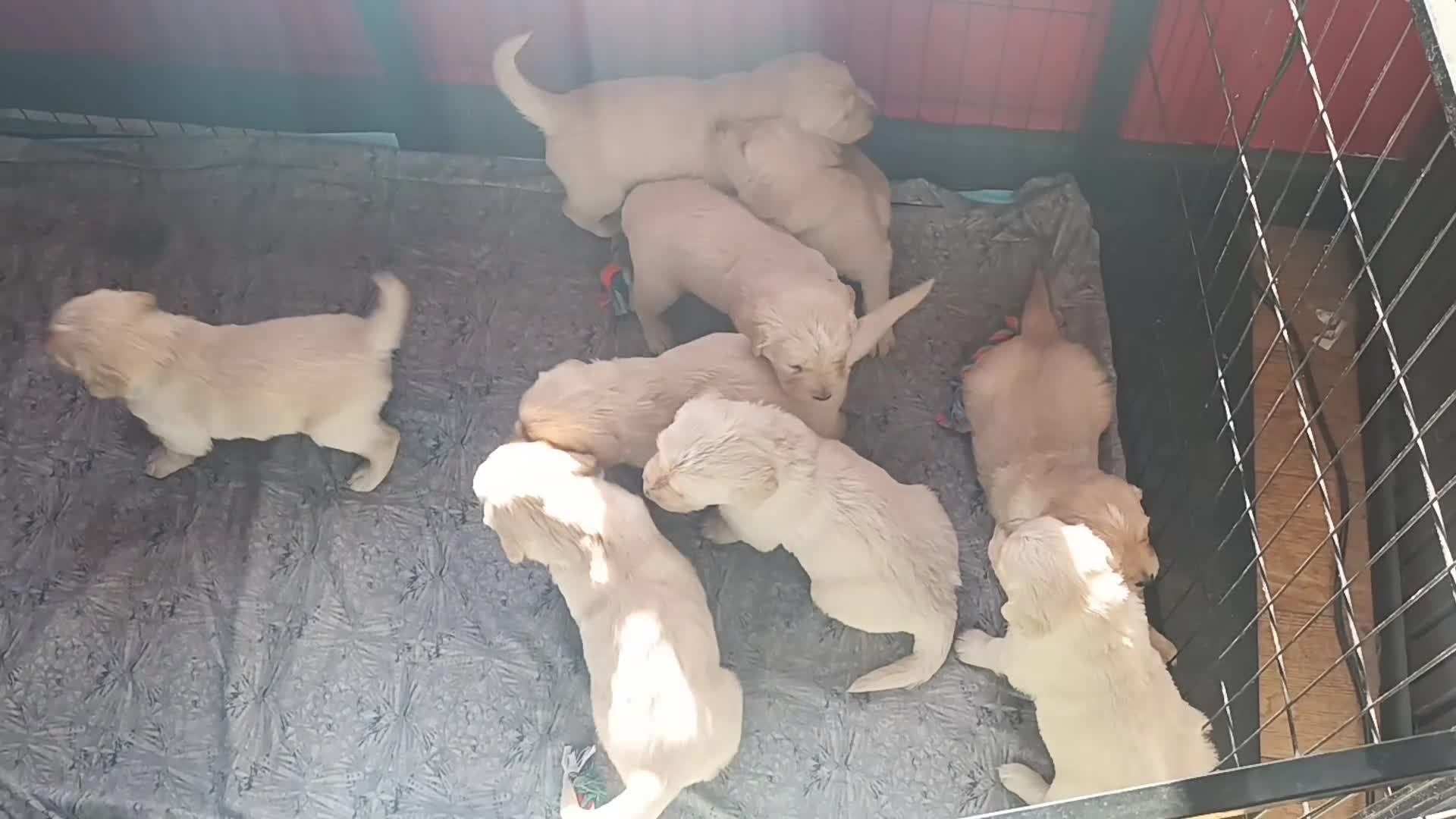 Golden Retriever dogs for sale: ** ALL PUPPIES ARE NOW RESERVED** - Video 2
