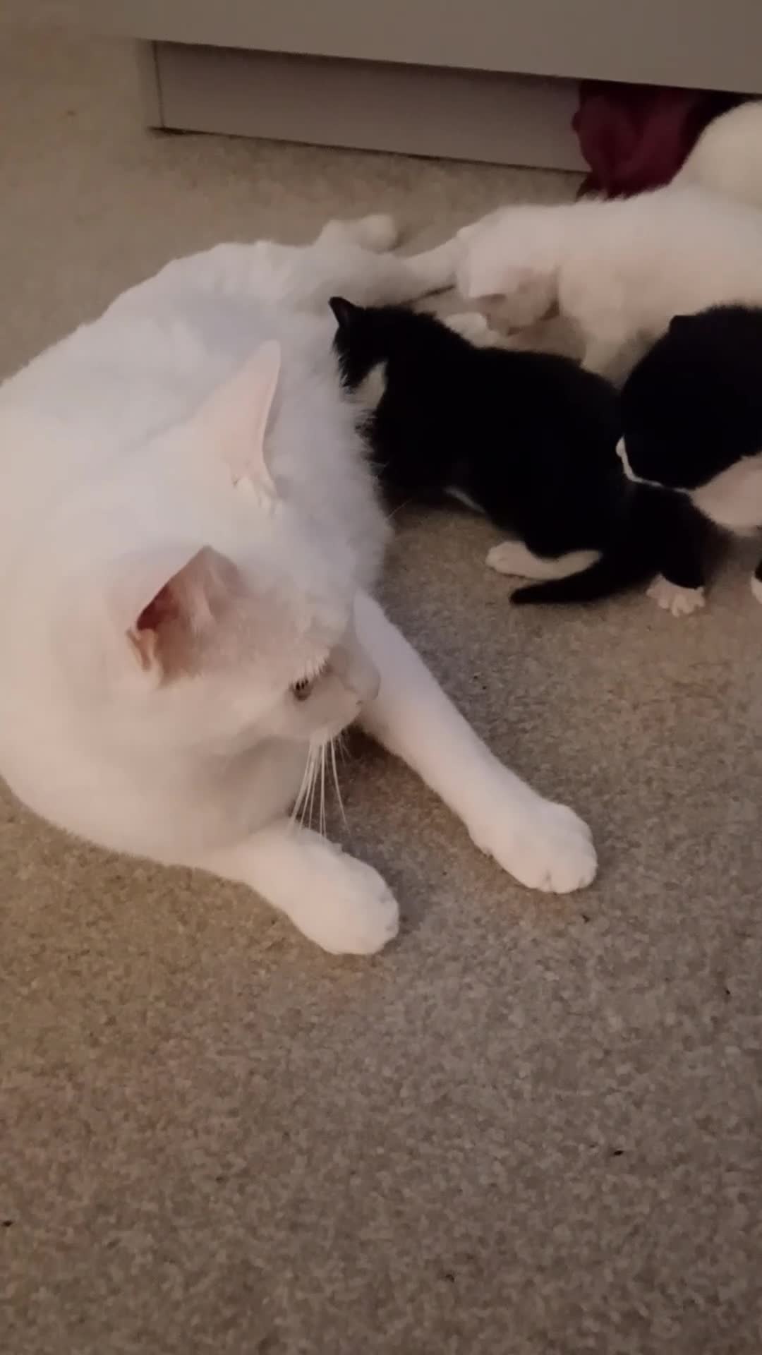 British Shorthair cats for sale: Kittens For Sale - Video 2