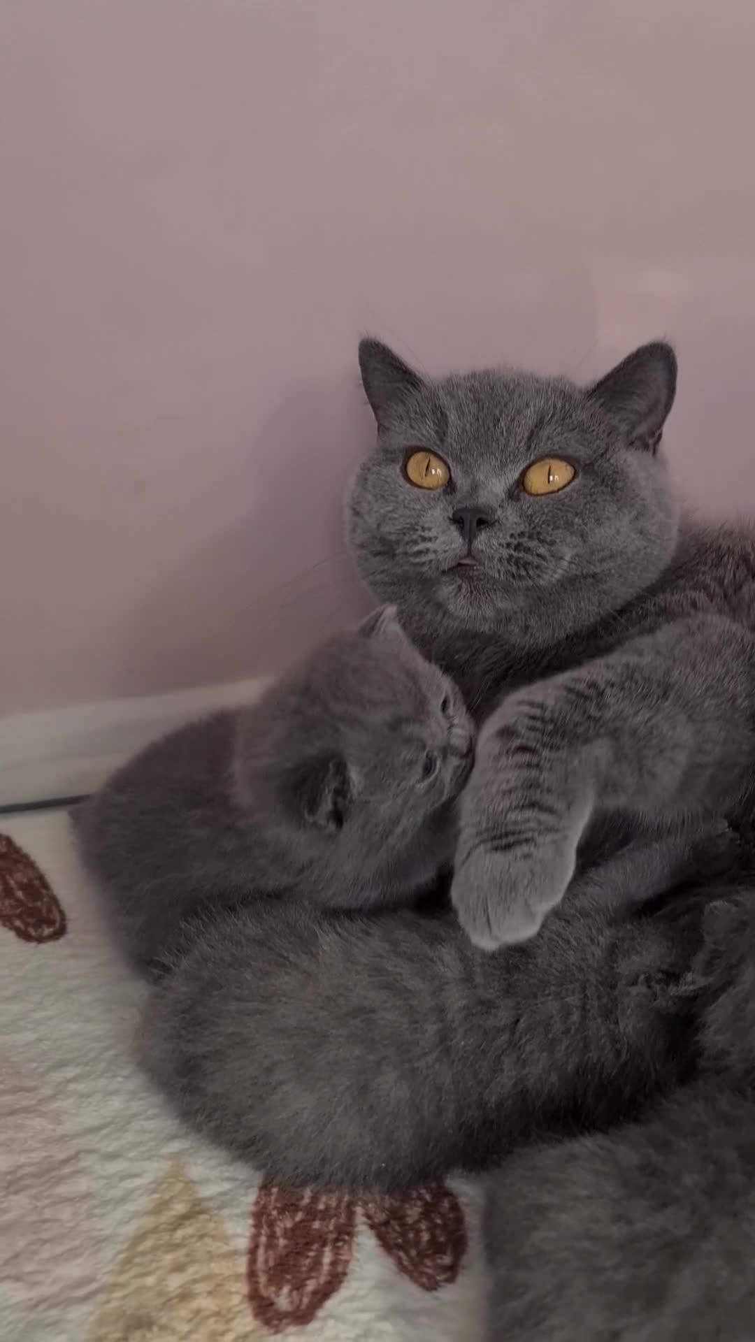 British Shorthair cats for sale: British ShortHair Princess 💝GCCF  - Video 1