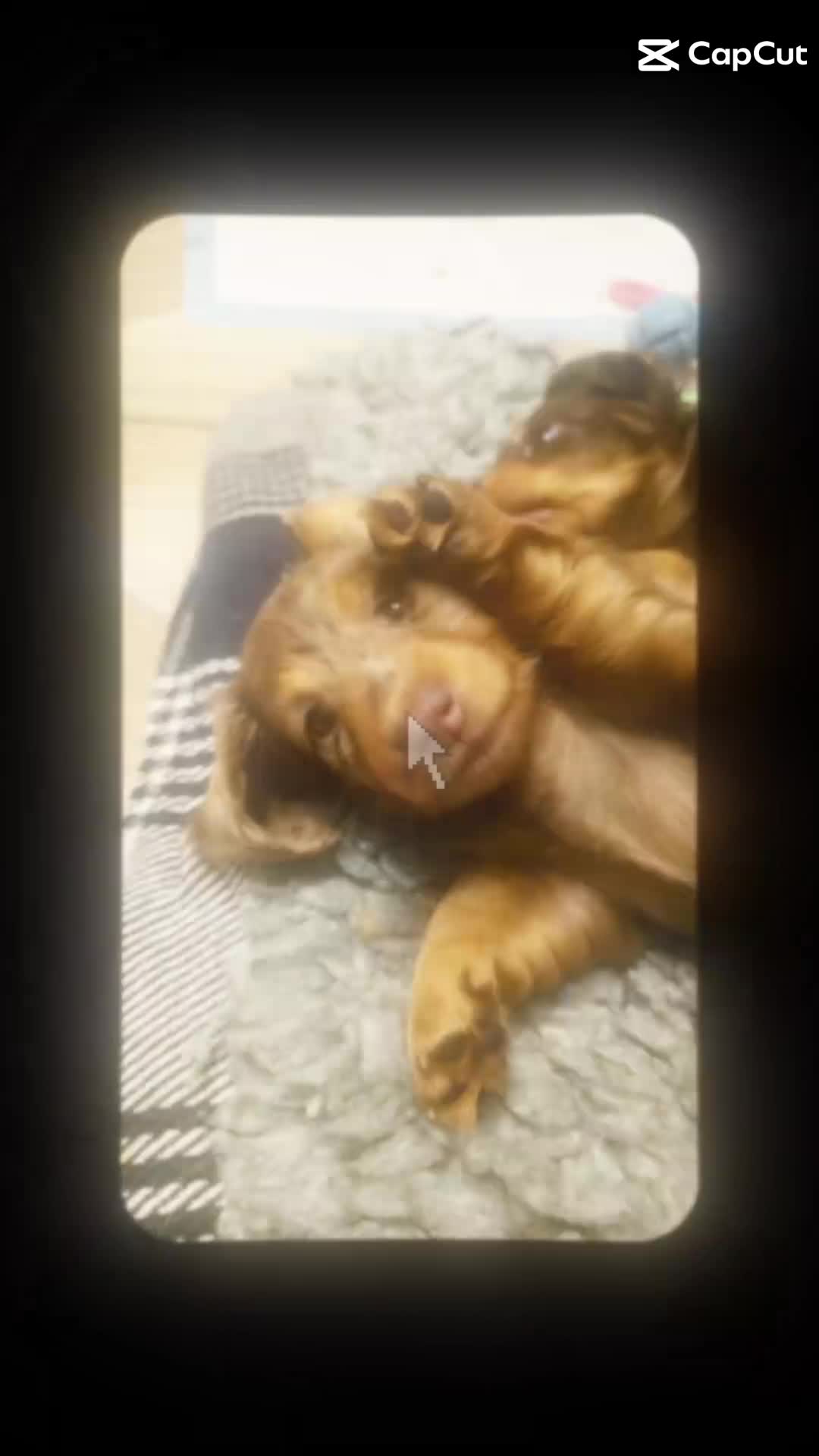 Miniature Dachshund dogs for sale: Stunning miniature longhaired Dachshund pups - Video 1