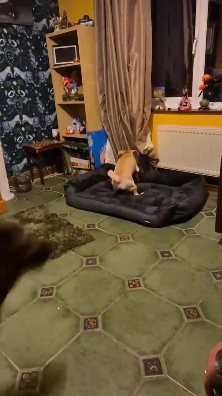 Mixed Breed dogs for adoption:  Yuki- Small joyful boy - Video 2