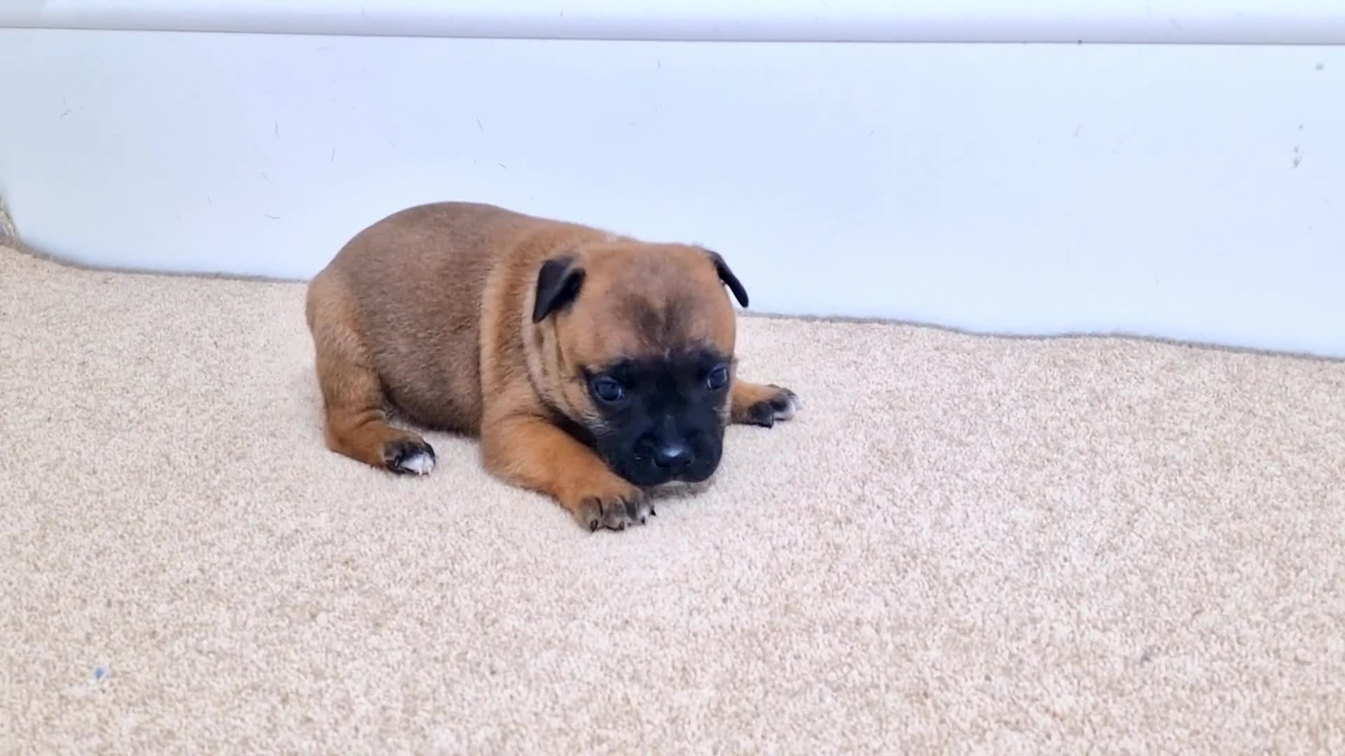 Staffordshire Bull Terrier dogs for sale: SHOW QUAILTY RED STAFF PUPPIES  - Video 2