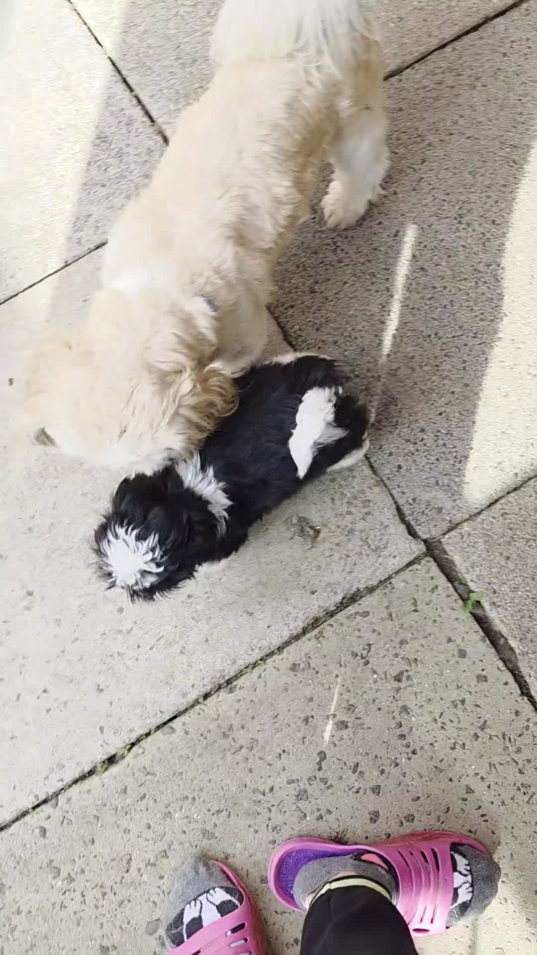 Shih Tzu dogs for sale: CUTE SHIH TZU GIRL PUPPY KC REG PEDIGREE READY NOW - Video 2