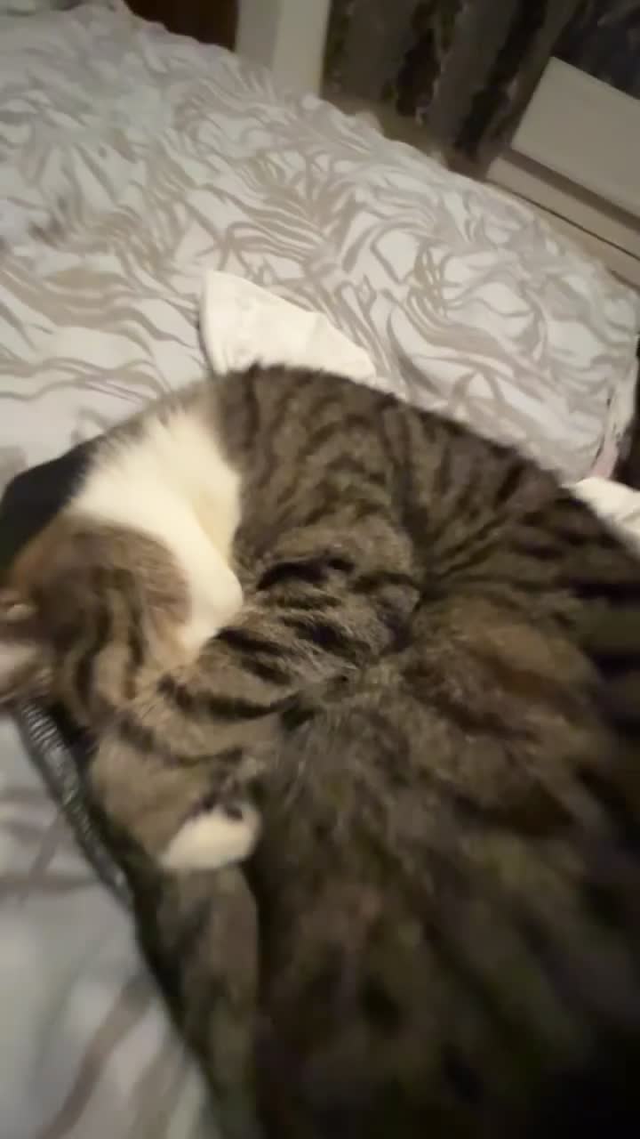 Domestic Shorthair cats for sale: pixie  in London - Video 3