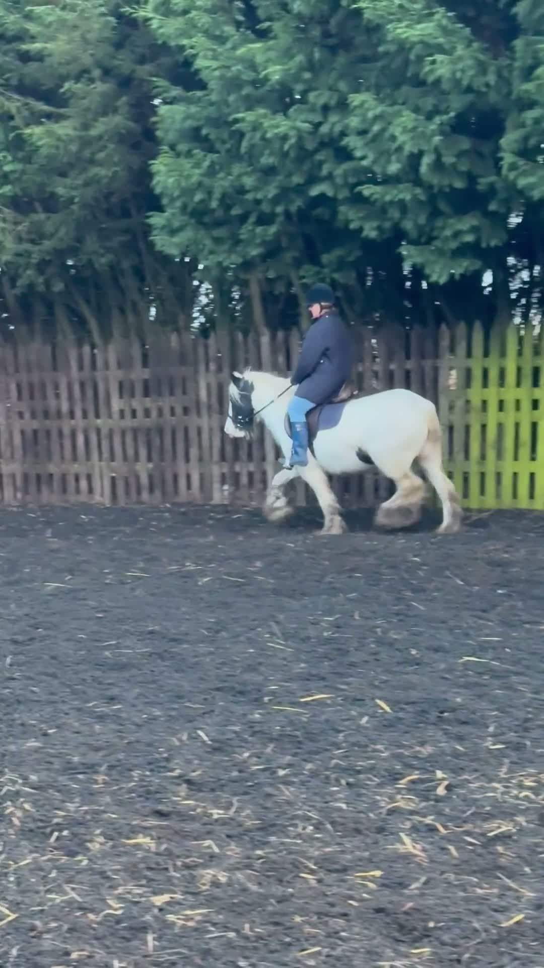 Irish Cob horses for sale: Sweet Poppet  - Video 3
